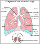 Diagram Of Human Lungs Image