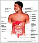 Diagram Of Human Organs Image