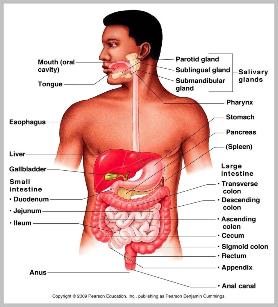 Diagram Of Human Organs Image