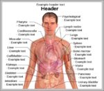 Diagram Of Human Organs In The Body Female Image