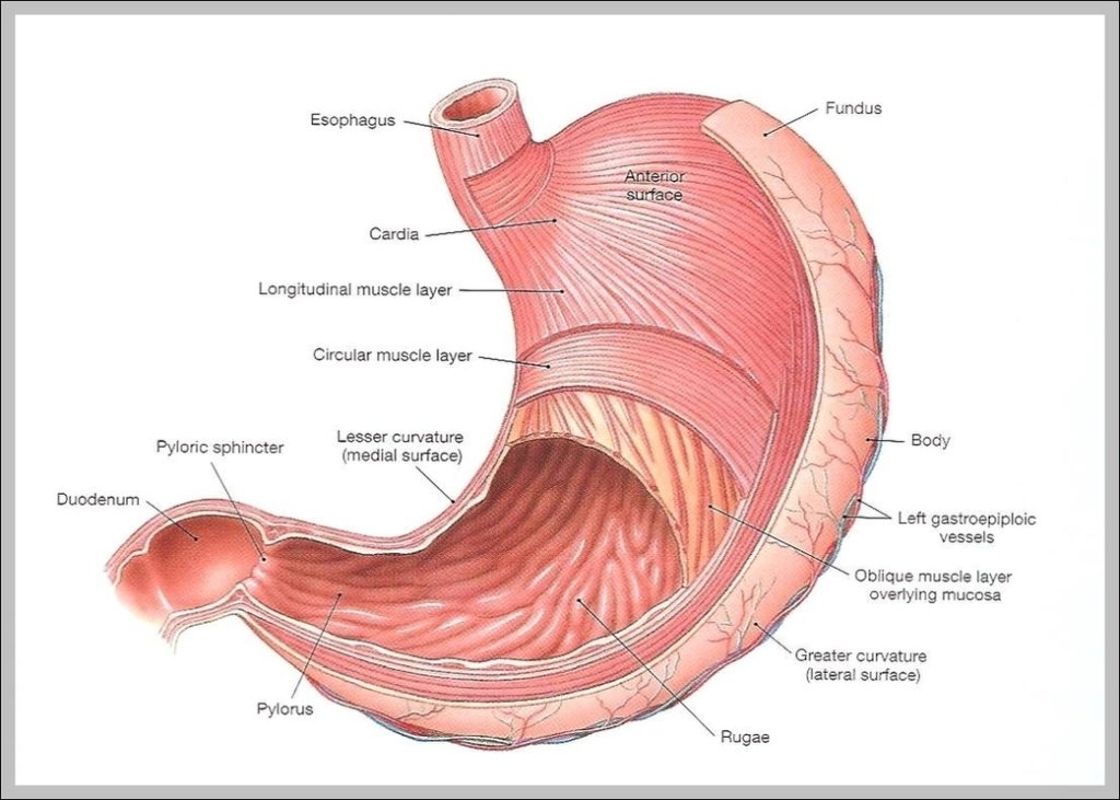 Diagram Of Human Stomach Image