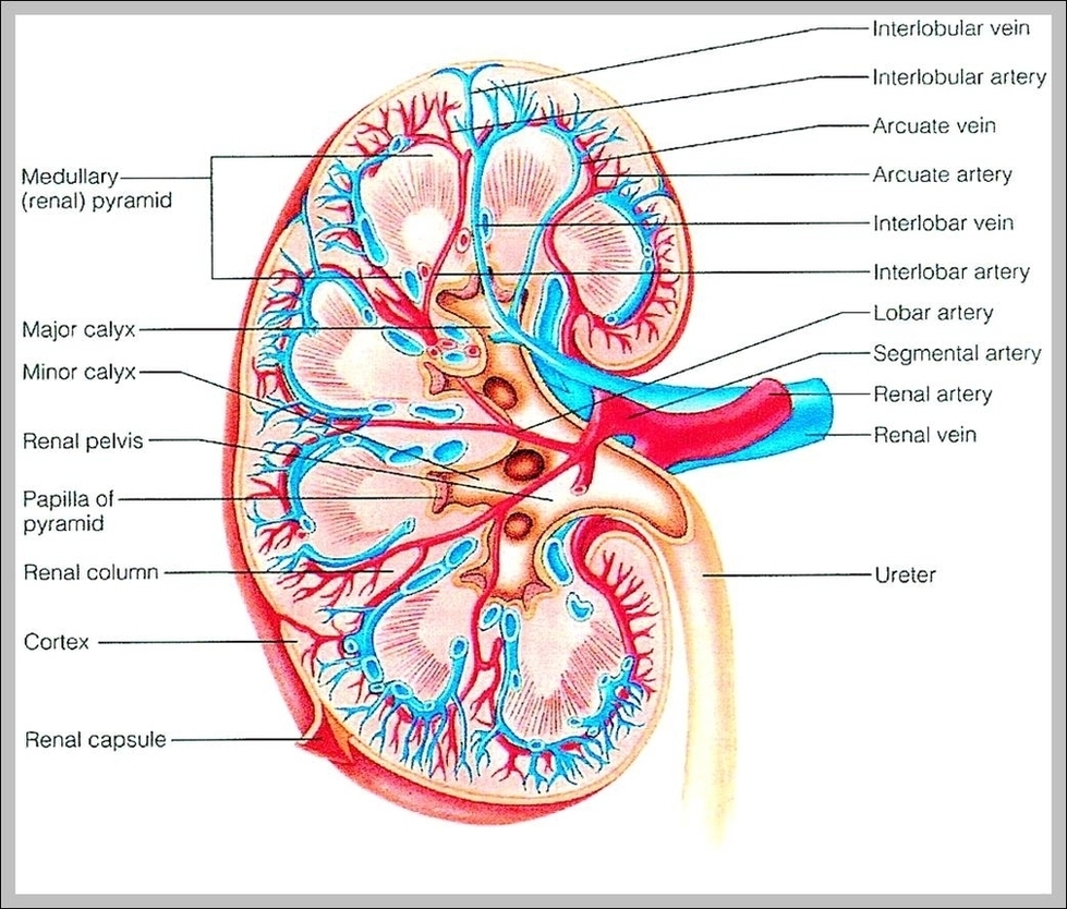 Diagram Of Kidney Image