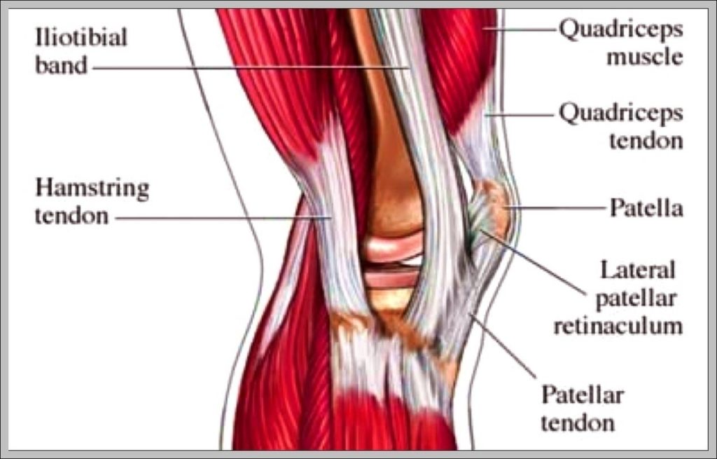 Diagram Of Knee Muscles And Tendons Image