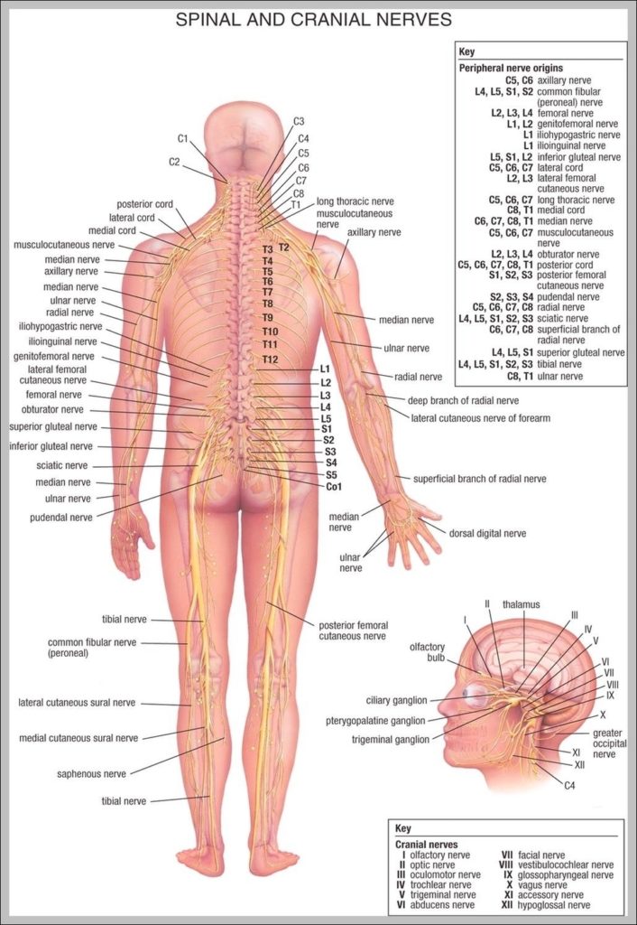 Diagram Of Lower Back Image