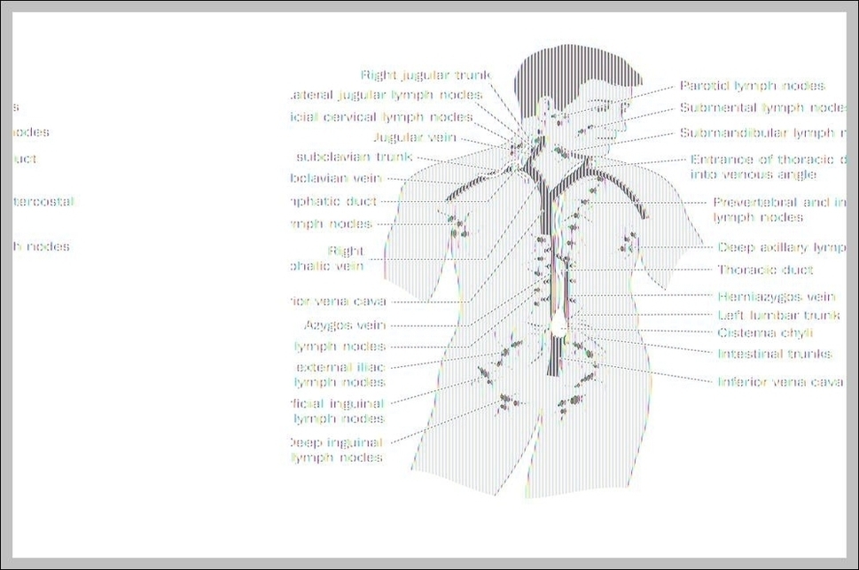 Diagram Of Lymph Nodes In Human Body Image