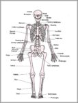 Diagram Of Skeleton Image