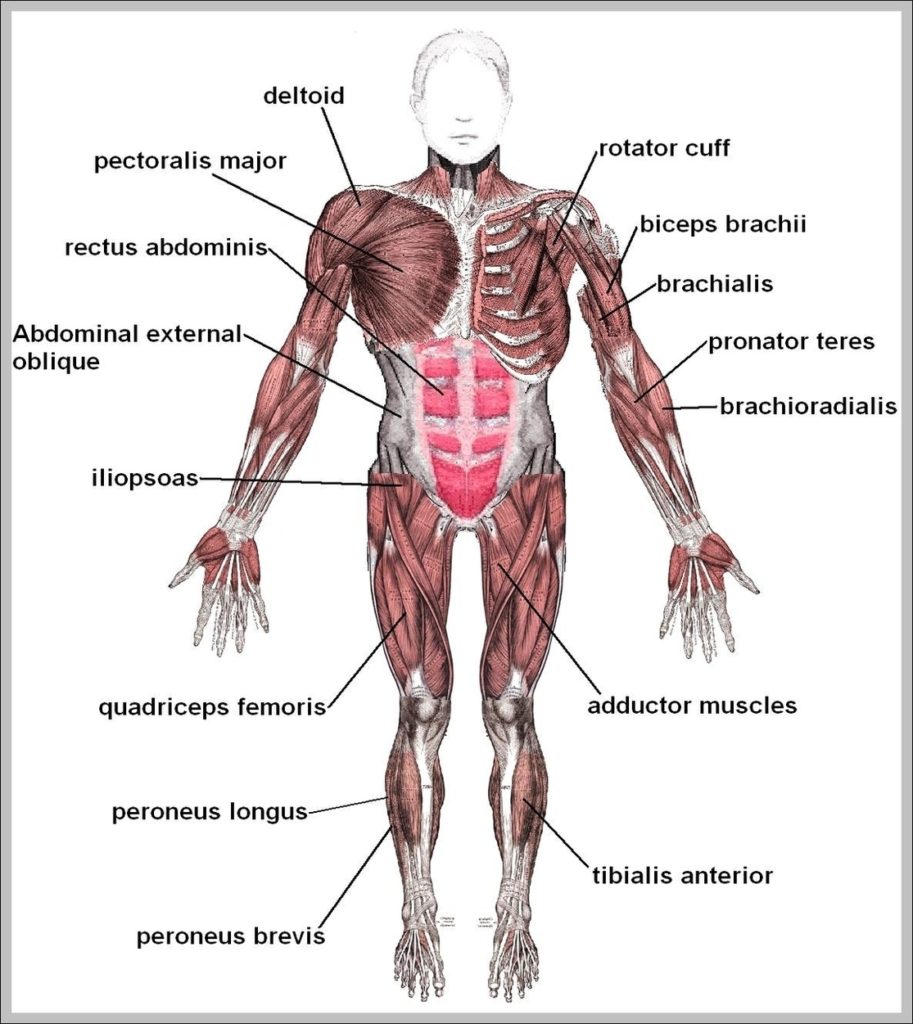 Diagram Of The Body Organs Image