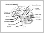 Diagram Of The Brain Labeled Image