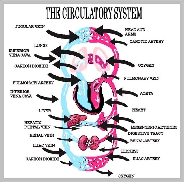 Diagram Of The Circulatory System Image