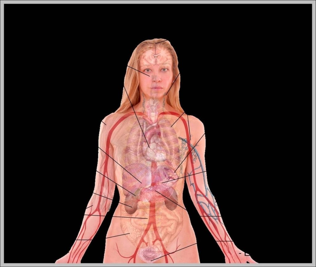 Diagram Of The Female Organs Image