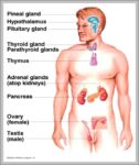 Diagram Of The Human Organs Image