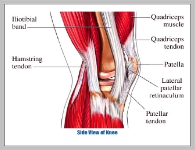 Diagram Of The Knee Muscles Image