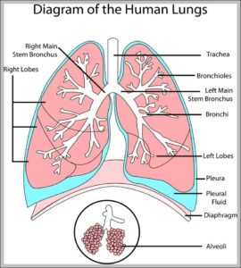 Diagram Of The Lungs Image | Anatomy System - Human Body Anatomy ...