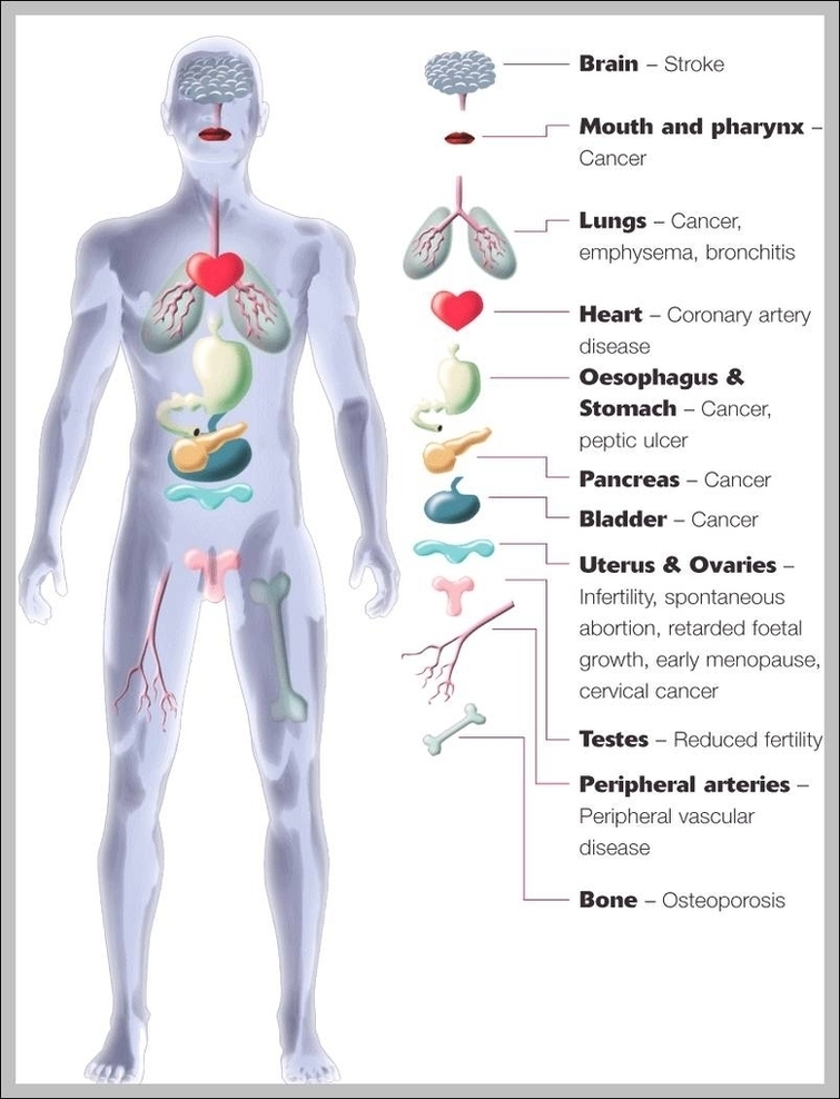 Diagram Of The Organs In The Human Body Image