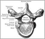 Diagram Of Thoracic Vertebrae Image