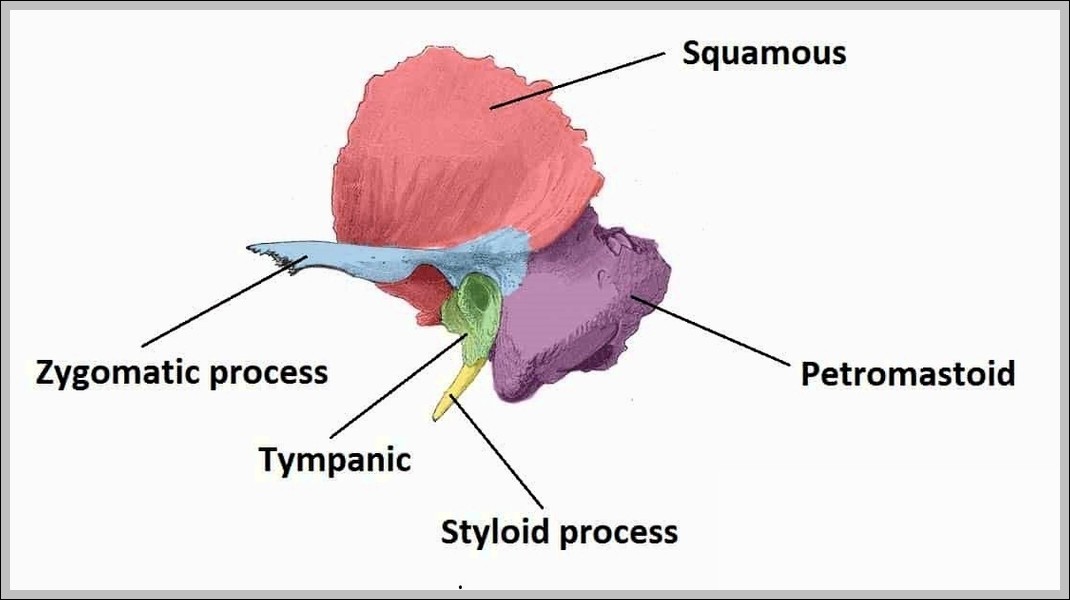 Diagram of the Constiuent Parts of the Temporal Bone Diagram