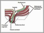 Diagram of the Descent of the Testis Embryology Diagram