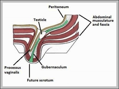 Diagram of the Descent of the Testis Embryology Diagram