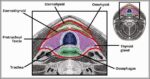Diagram of the Pretracheal Fascia Layer of the Neck Labelled Diagram