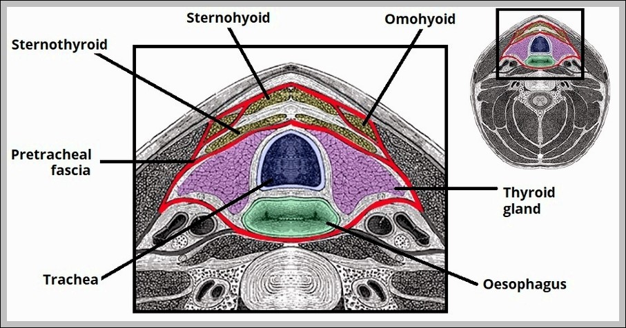 Diagram of the Pretracheal Fascia Layer of the Neck Labelled Diagram