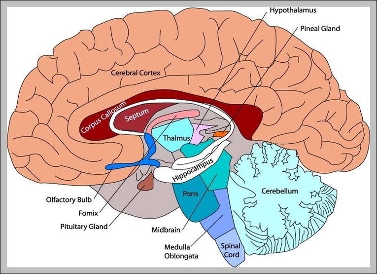 Diagrams Of The Brain 2 Image