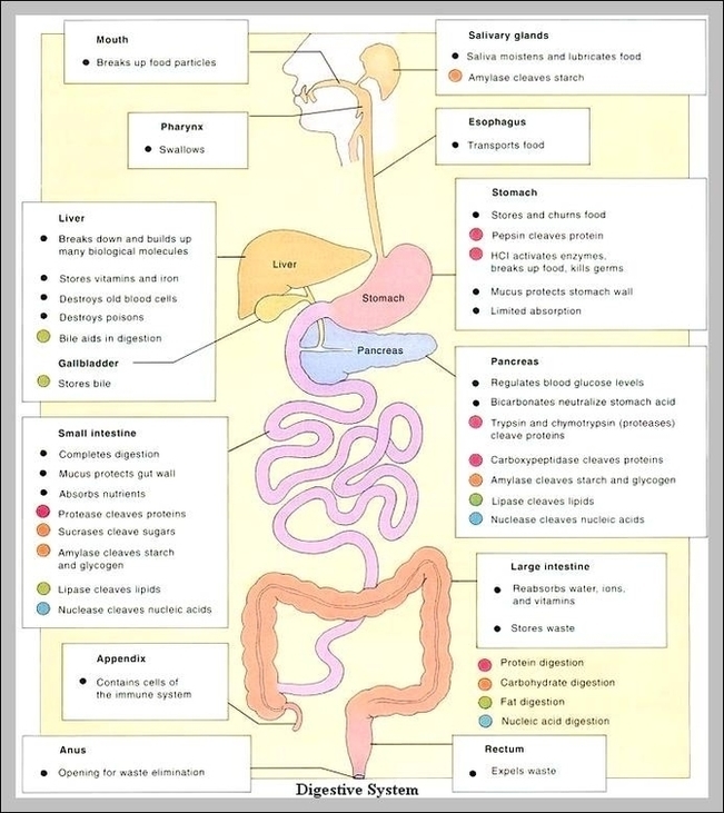 Digestive System Functions Image
