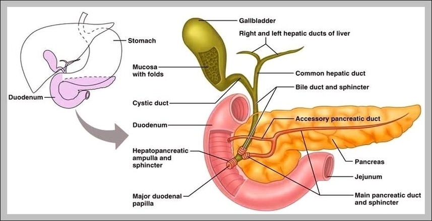 Digestive System Gallbladder Image