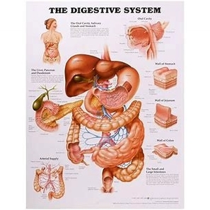 Digestive system with labels