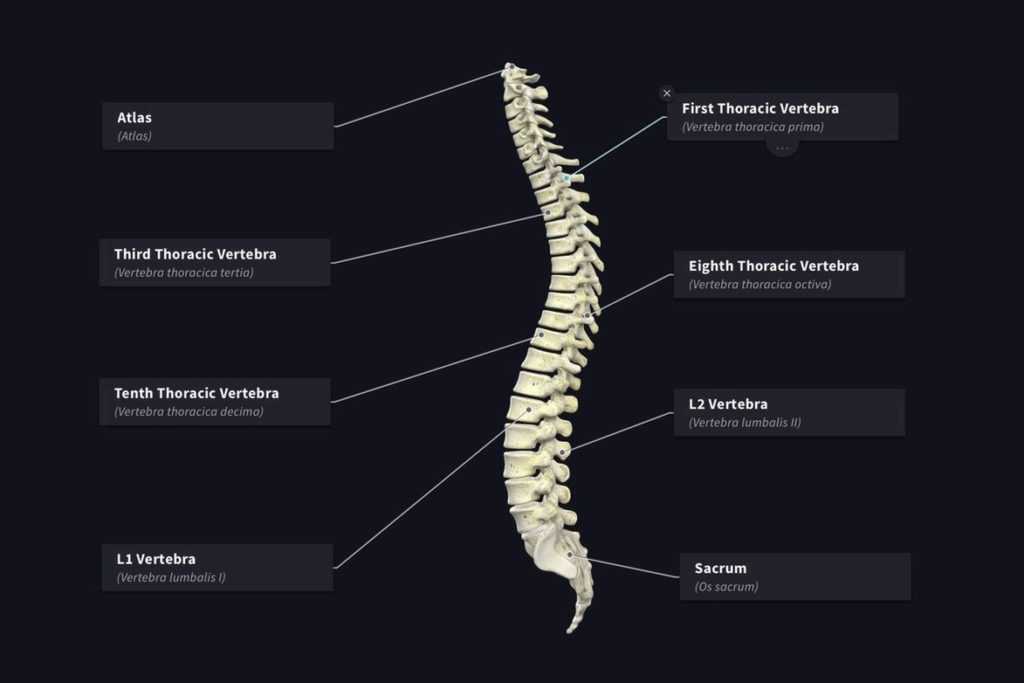 Drag Each Label To The Appropriate Bone Marking