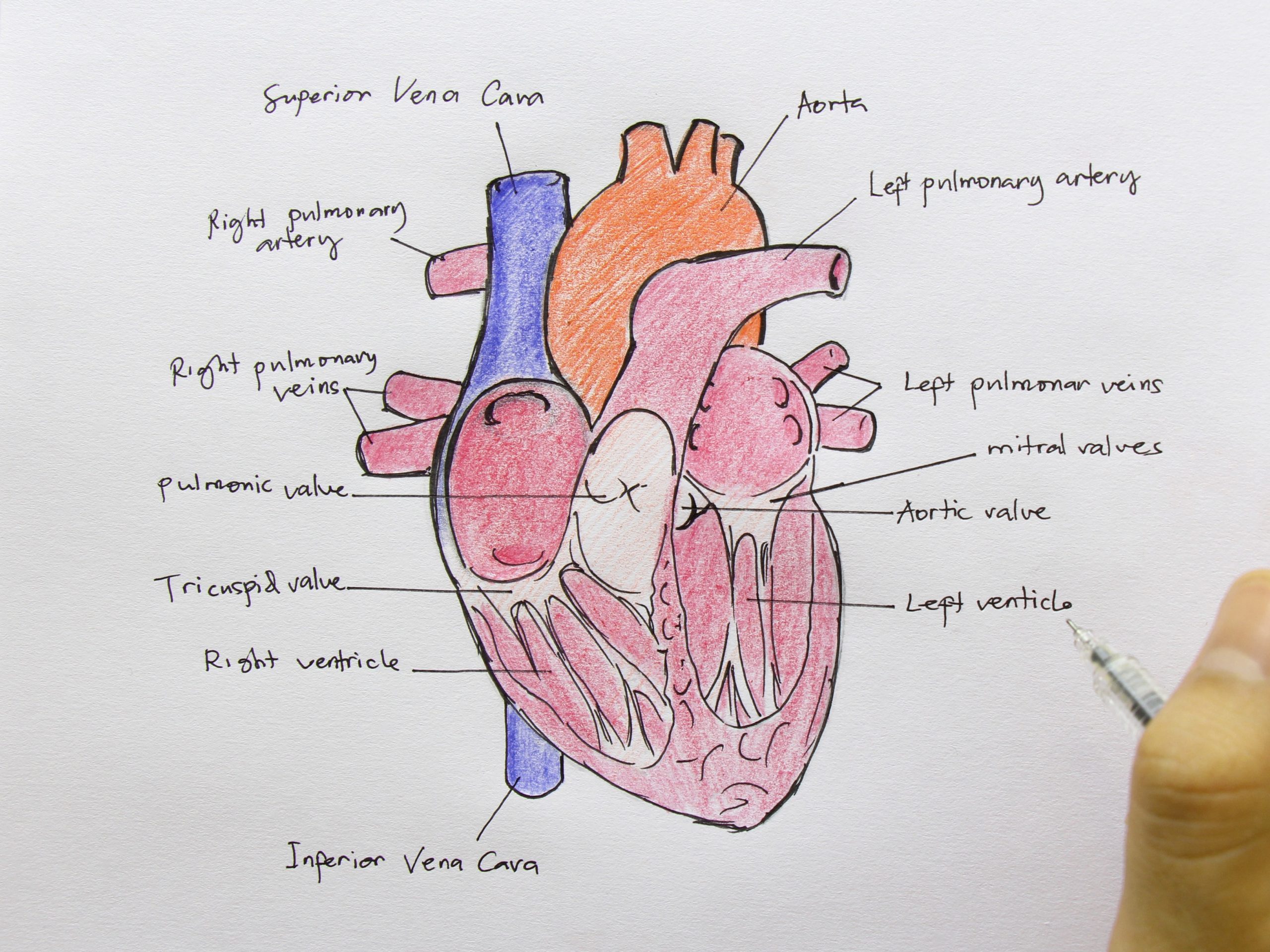 Draw The Internal Structure Of The Heart