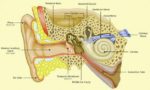 Ear Anatomy And Sinus Connection