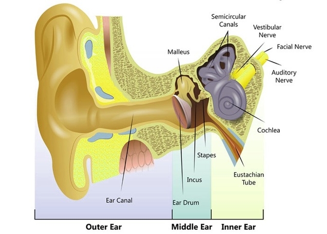 Ear Anatomy And Structure