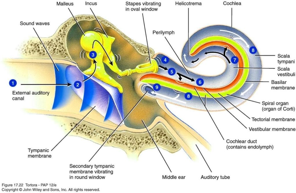 Ear Anatomysimple Ear Anatomy Definition