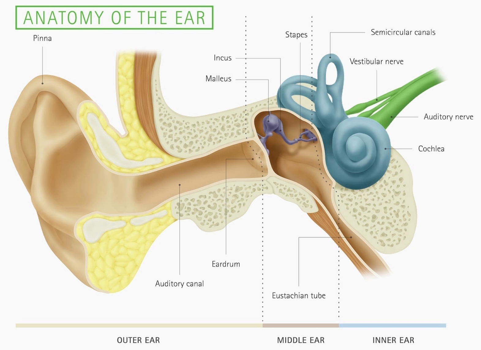 Ear Anatomysimple Ear Anatomy Description