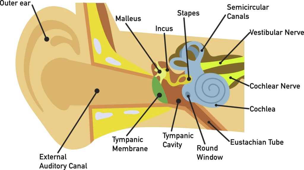 Ear Anatomysimple Ear Anatomy Explanation