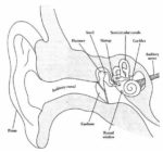 Ear Anatomysimple Ear Anatomy Illustrated Examined