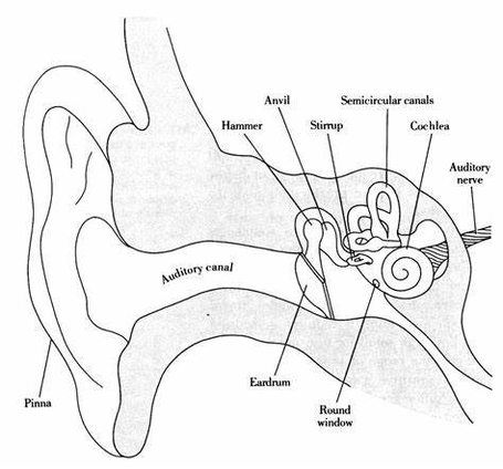 Ear Anatomysimple Ear Anatomy Illustrated Examined