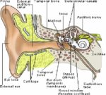 Ear Anatomysimple Ear Anatomy Sample Of