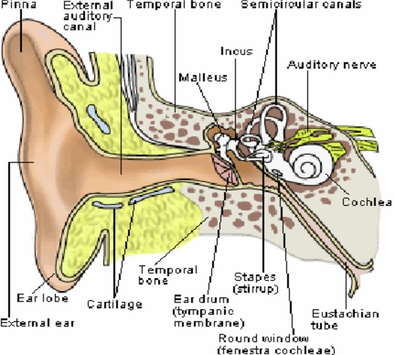 Ear Anatomysimple Ear Anatomy Visual