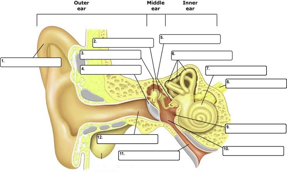 Ear Diagram Quizlet Answers