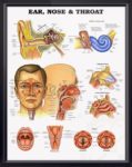 Ear Nose And Throat Anatomy Poster