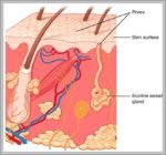 Eccrine Gland Image