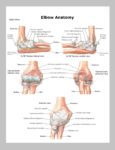 Elbow Anatomy Image