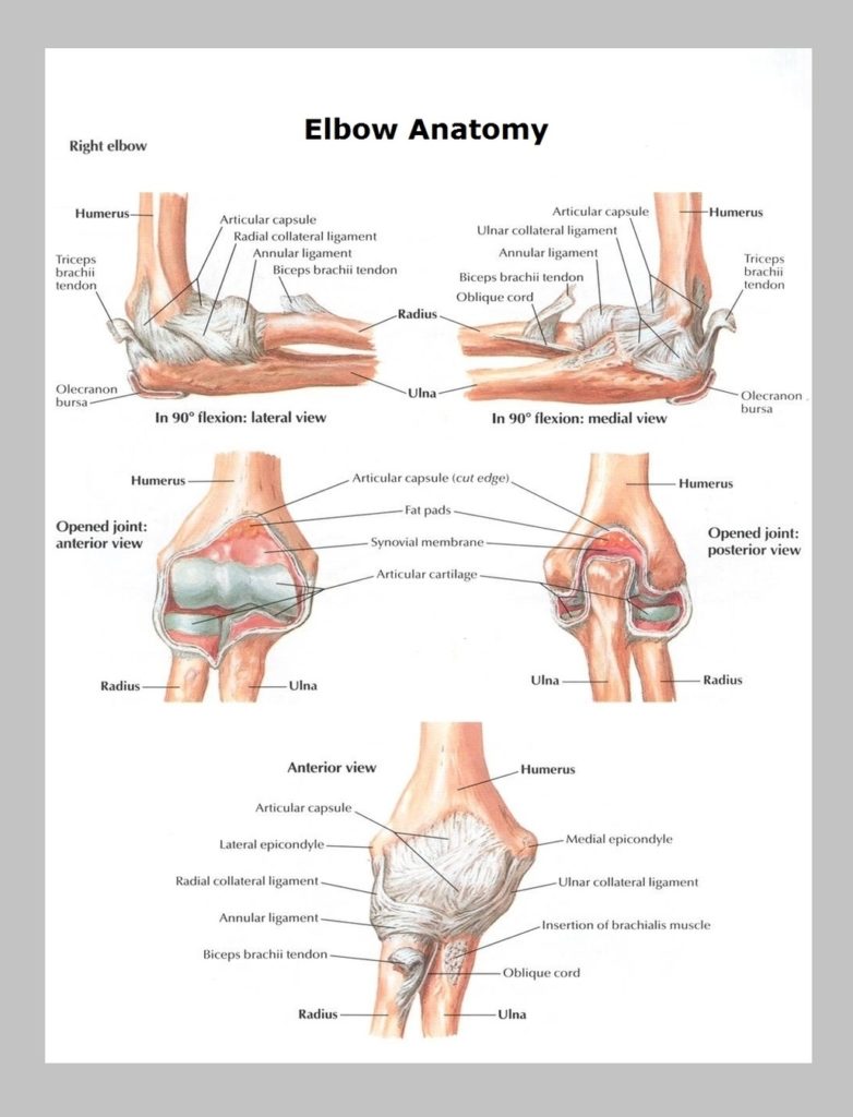 Elbow Anatomy Image Anatomy System Human Body Anatomy Diagram And Chart Images