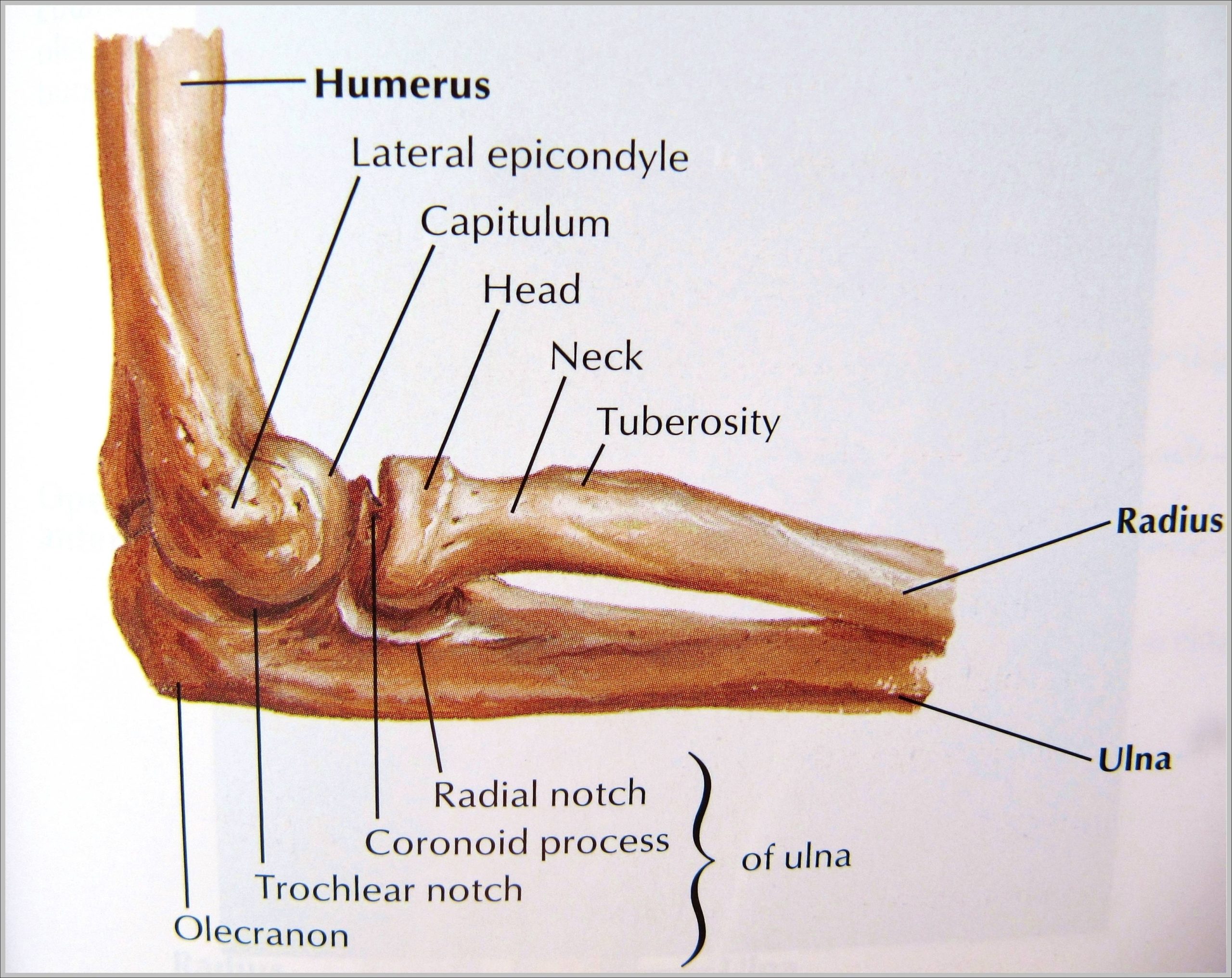 Elbow Bone Anatomy Image scaled
