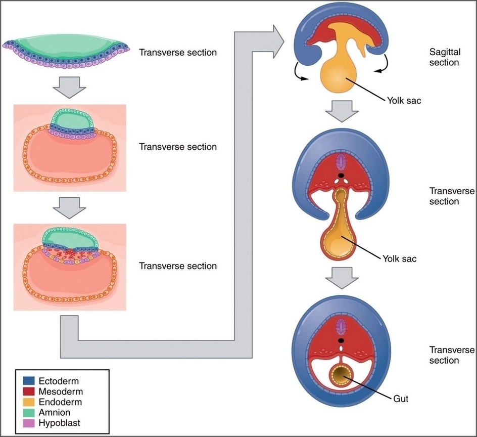 Embryonic Folding