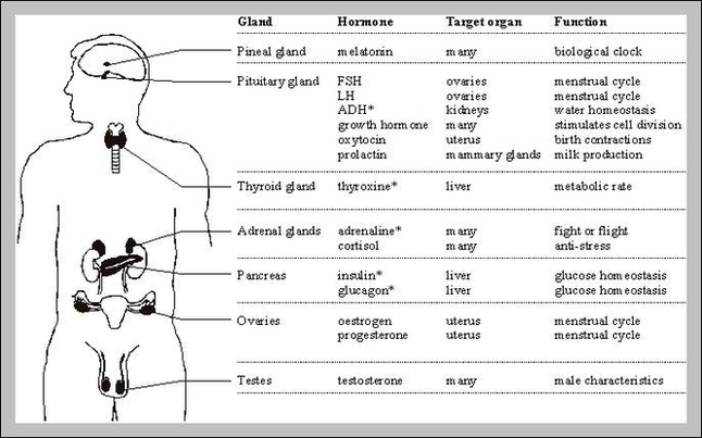 Endocrine Glands And Their Functions Image