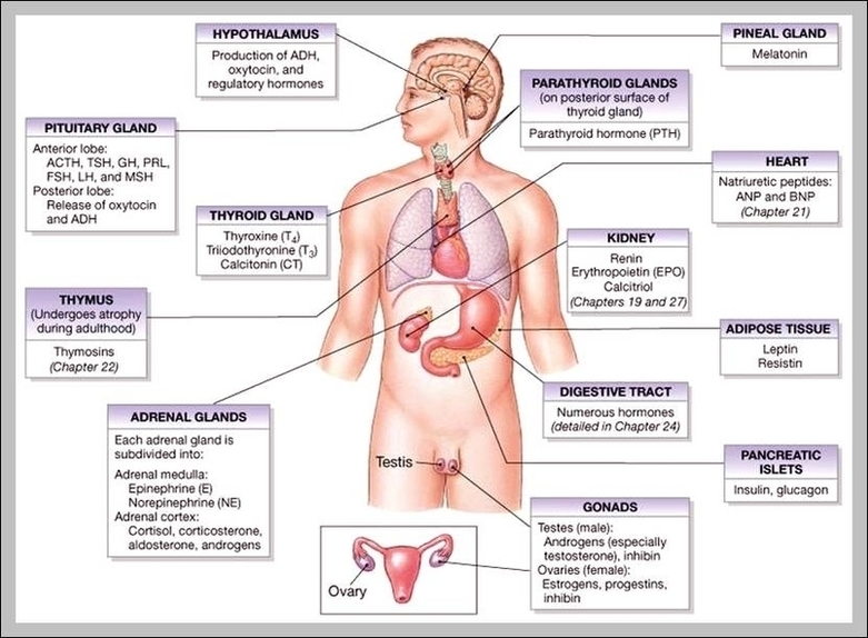 Endocrine System Major Organs Image