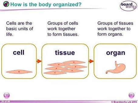 Enlargement Of Organs Or Tissues
