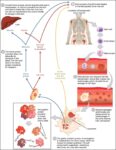 Erythrocyte Life Cycle